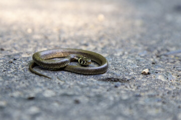 Ringelnatter auf dem Asphalt