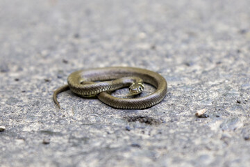 Schlande auf dem Asphalt