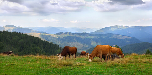 Fototapeta na wymiar Cows on meadow in mountains on background of cloudy sky