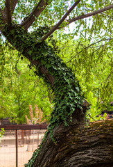 A large tree in the park is entwined with a climbing plant. Beautiful green background.