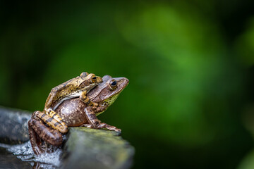 Two Sri Lanka tree frogs on top of each other on a branch
