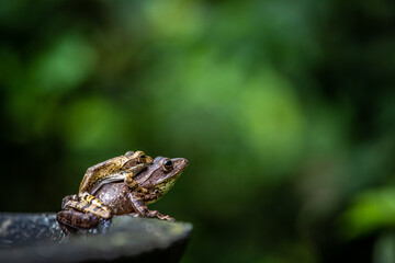 Two Sri Lanka tree frogs on top of each other on a branch