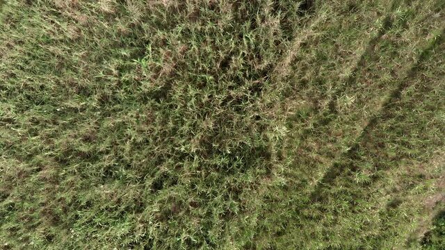 Yellow, brown, green bush top down aerial view from drone flying above
