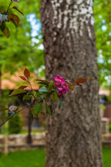 Flowering decorative apple tree. Close up of many red crab-apple flowers in a tree in full bloom in spring.