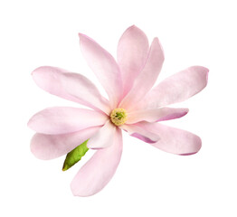 Beautiful pink magnolia flower isolated on white