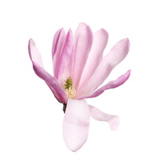 Fototapeta na wymiar Beautiful pink magnolia flower isolated on white