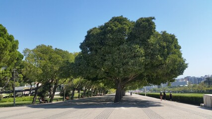 Broccoli-shaped Tree at Avenida Sidónio Pais next to Parque Eduardo VII in Lisbon