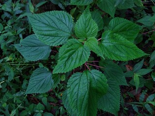 Stinging Nettle plant (Urtica dioica) Ayurvedic Medicinal Plant Leaf