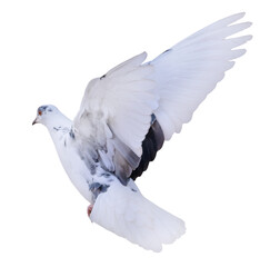 flying isolated pigeon with black and white wings