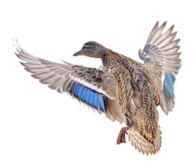 mallard brown female duck with large wings