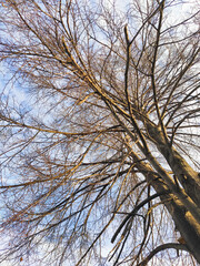blue sky with clouds and tree branches in autumn
