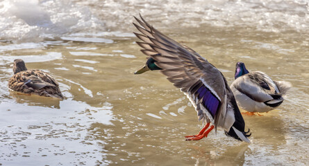 drake in flight touch pond water