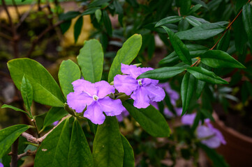 Brunfelsia. The genus of Solanaceae. wonderful world of plants. Botanical Garden.