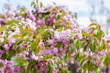 Obraz premium In spring, cherry blossoms and pink flowers bloom. Prunus serrulata 'Kanzan' - Japanese cherry in full bloom