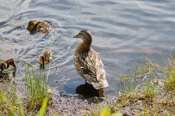 great crested grebe