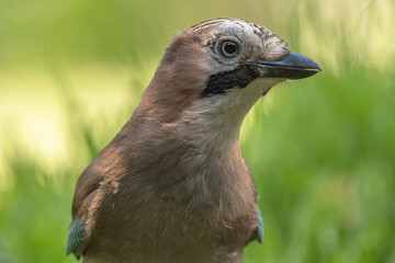 Portrait Eichelhäher