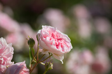 Closeup of pink roses blossom in a public garden by sunny day