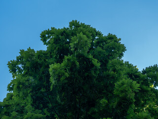 The green tree is from below. Against the background of the blue sky.