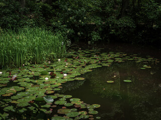 睡蓮が浮かぶ池