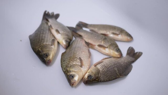 Fresh Live River Fish Crucian Carp Lies in Sink. A live fish opens its mouth, breaths with gills. Carp or crucian carp. Crucian carp covered with mucus and scales. Fisherman catch on dinner. 4K.