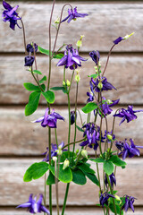 In the garden, aquilegia flowers bloom, commonly called catchment or eagles. Used in medicine.