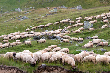 Flock of sheep on the Transalpina, Romania