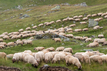Flock of sheep on the Transalpina, Romania