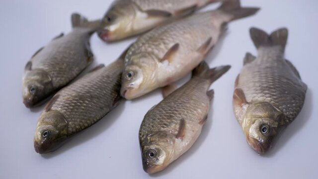 Fresh Live River Fish Crucian Carp Lies in Sink. A live fish opens its mouth, breaths with gills. Carp or crucian carp. Crucian carp covered with mucus and scales. Fisherman catch on dinner. 4K.