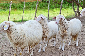 sheep on an Italian farm