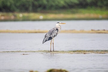 great blue heron ardea cinerea