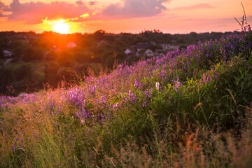 Fototapeta na wymiar Beautiful sundown in the village. Vicia tenuifolia flowers on sunset in the field. Violet wild flowers in the meadow with natural backlight. Rural scene of nature
