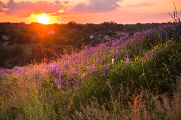 Obraz premium Beautiful sundown in the village. Vicia tenuifolia flowers on sunset in the field. Violet wild flowers in the meadow with natural backlight. Rural scene of nature