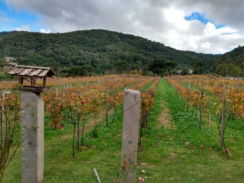 Vin&iacute;cola Jolimont Canela RS