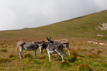 Donkey on the Transalpina, Romania