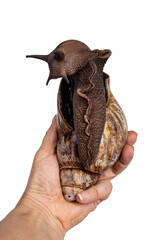 Bottom view of Giant West African snail, helt in human hand. Isolated on a white background.