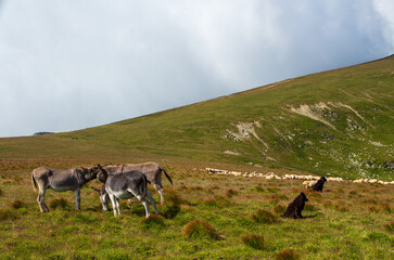 Donkey on the Transalpina, Romania