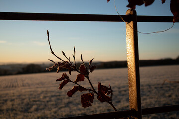 morning frost