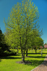 Fototapeta premium Beautiful trees with green leaves in park on sunny day