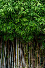Asian bamboo forest, green nature background, Selective focus