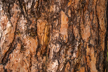 the bark of old pine tree texture, background