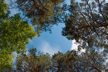 The sky with the tops of trees. View up from ground level. Blue sky with sun and clouds.