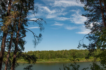 Forest lake trees in summer nature