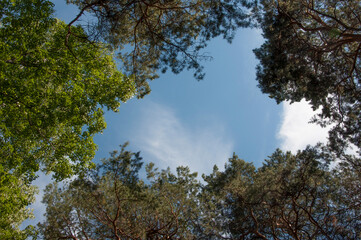 Obraz premium The sky with the tops of trees. View up from ground level. Blue sky with sun and clouds.