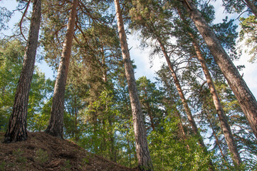 The sky with the tops of trees. View up from ground level. Blue sky with sun and clouds.