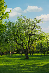 Fototapeta na wymiar Beautiful trees with green leaves in park on sunny day