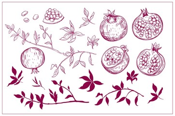 Set of pomegranate fruit sketch illustrations. Vector outline, isolated on white background.