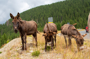 Donkey in the mountains of Romania