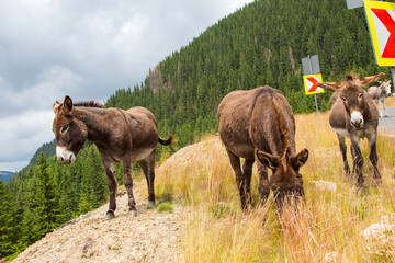 Fototapeta premium Donkey on the Transalpina, Romania