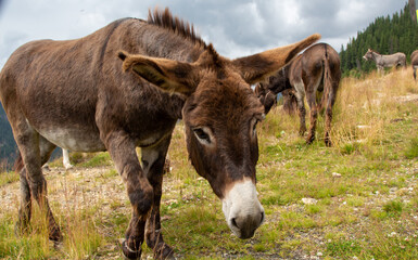 Naklejka na ściany i meble Donkey on the Transalpina, Romania