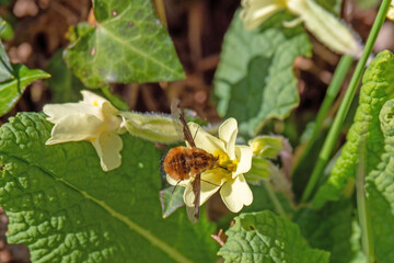 Bee Fly aka Bombylius Major on primrose flower aka Primula vulgaris.